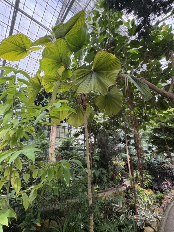 Licuala grandis