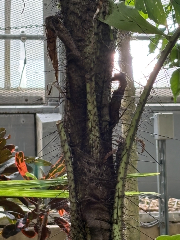 Aiphanes horrida
