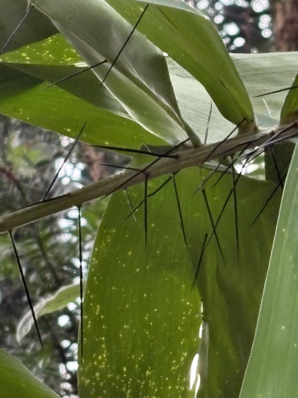 Aiphanes horrida