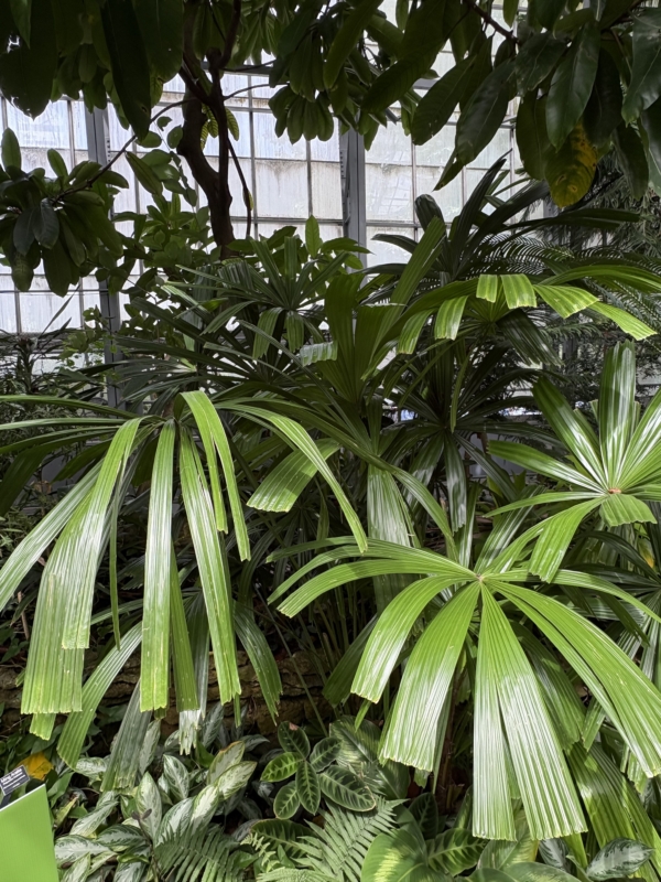 Licuala spinosa