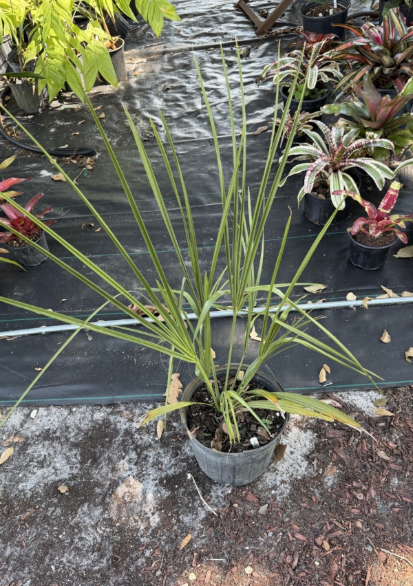 Sabal rosei