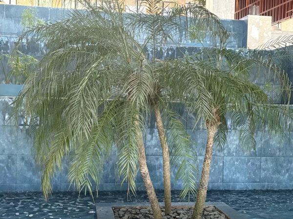Phoenix roebelenii