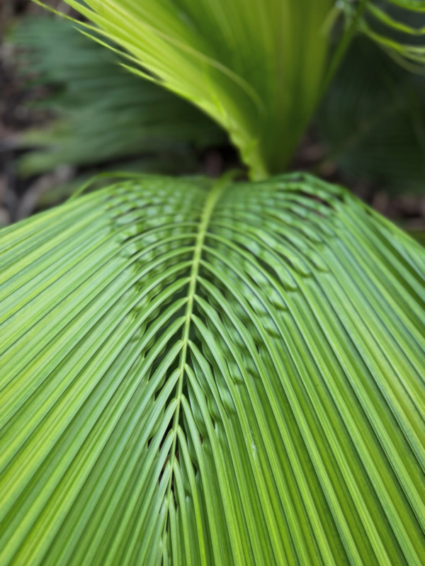 Beccariophoenix fenestralis