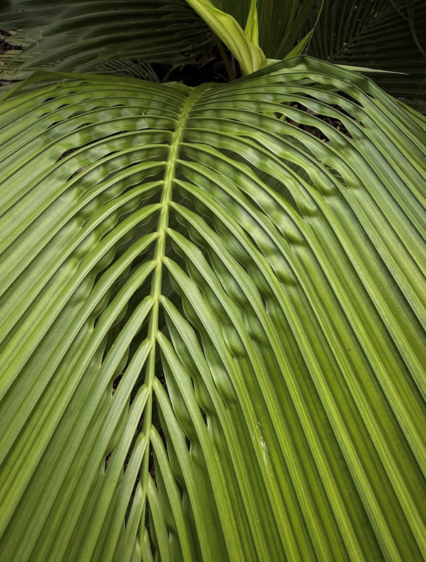 Beccariophoenix fenestralis