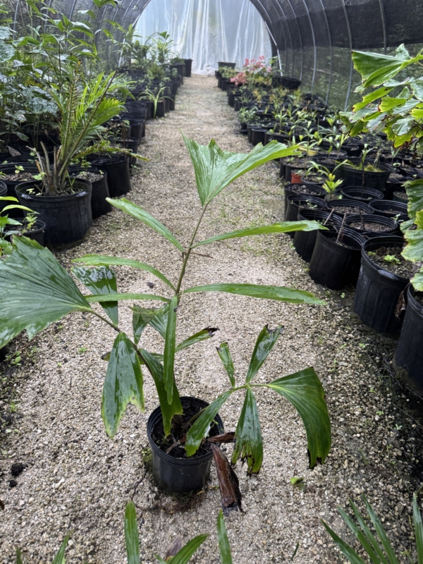 Arenga pinnata