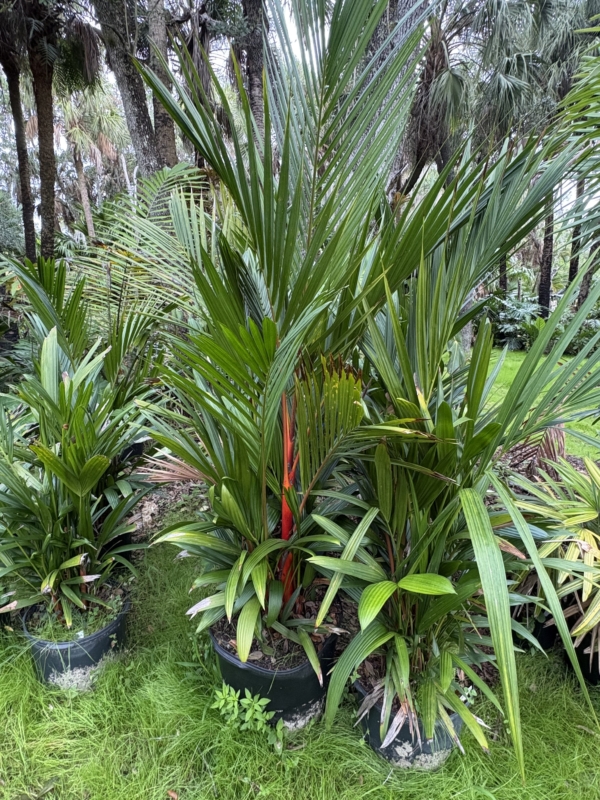 Cyrtostachys renda
