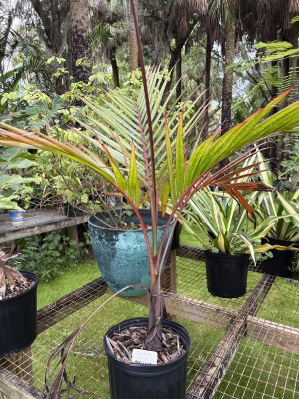 Dictyosperma album var. album