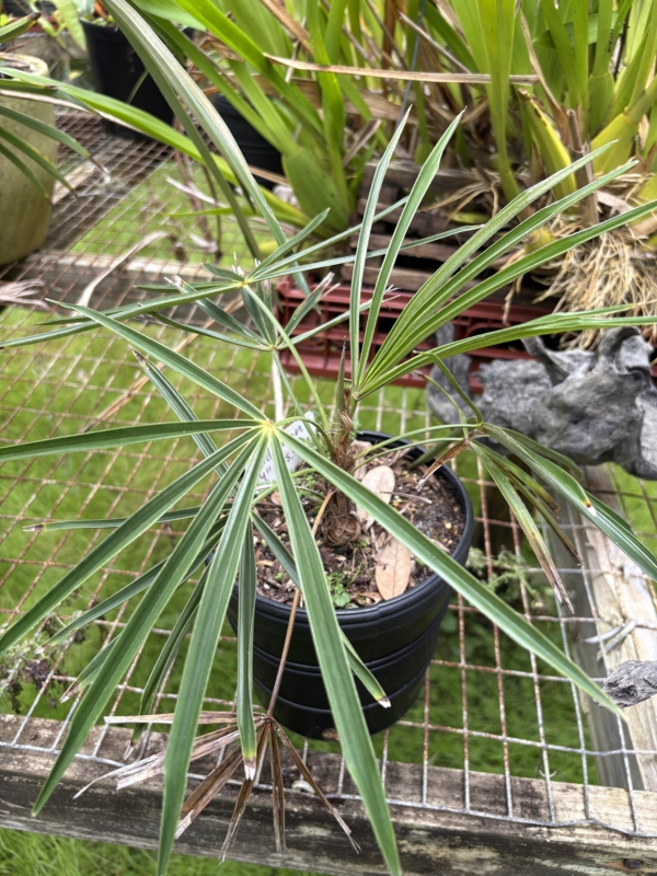 Coccothrinax crinita subsp. crinita