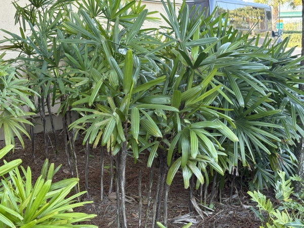 Rhapis excelsa