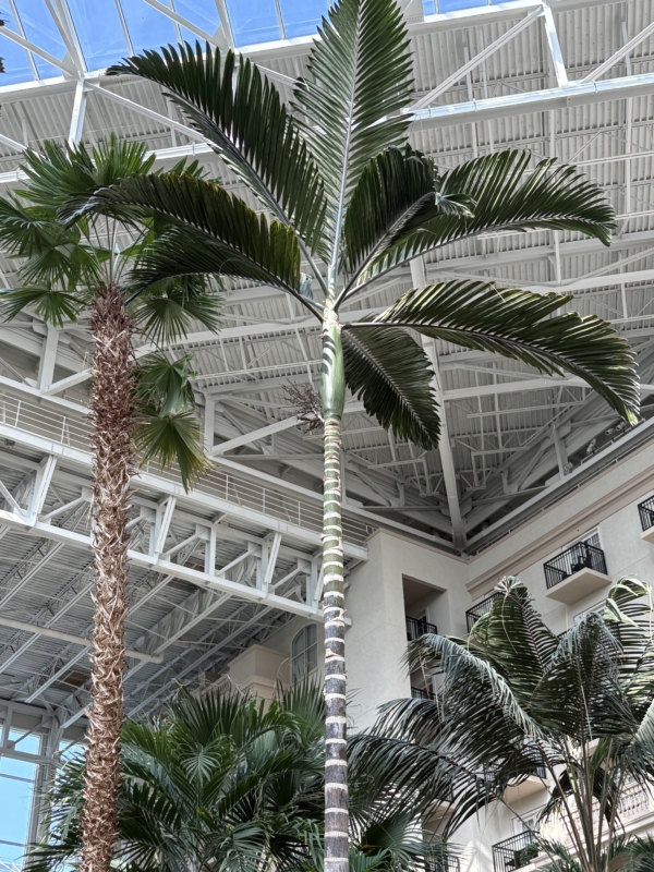 Chambeyronia macrocarpa