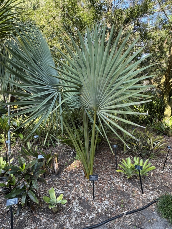 Copernicia fallaensis