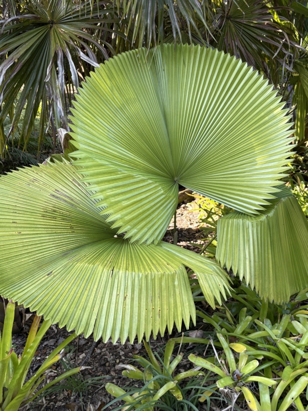 Licuala peltata var. sumawongii