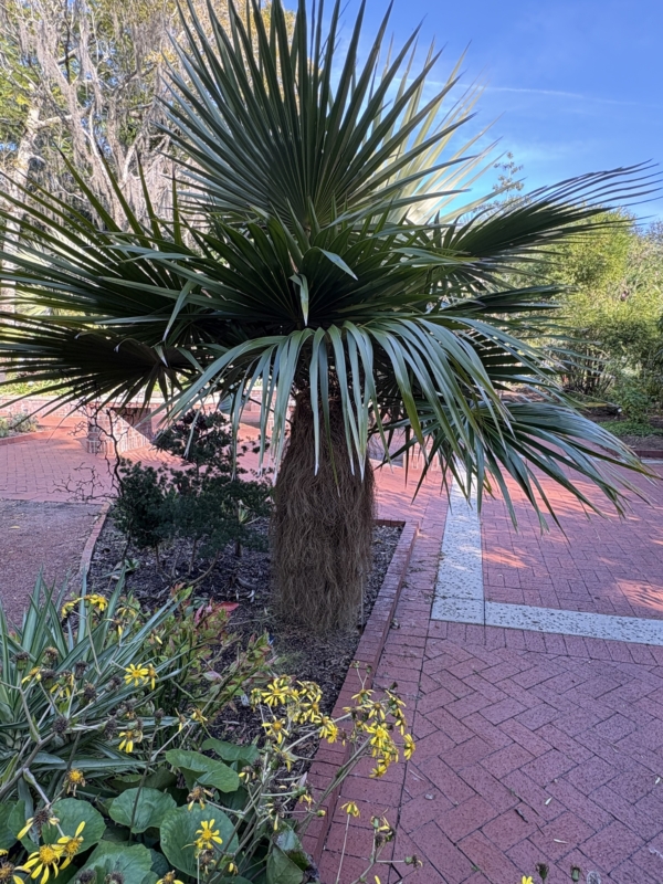 Coccothrinax crinita subsp. crinita