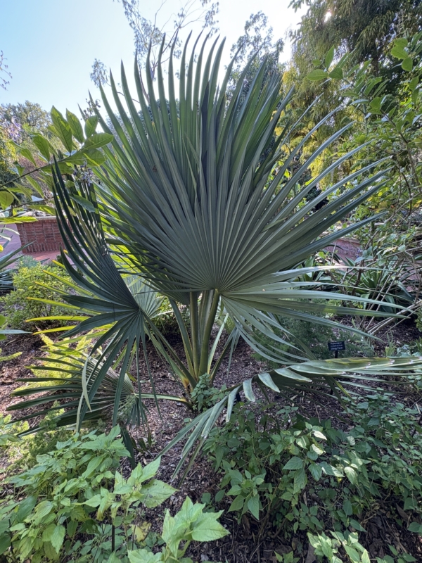 Copernicia fallaensis