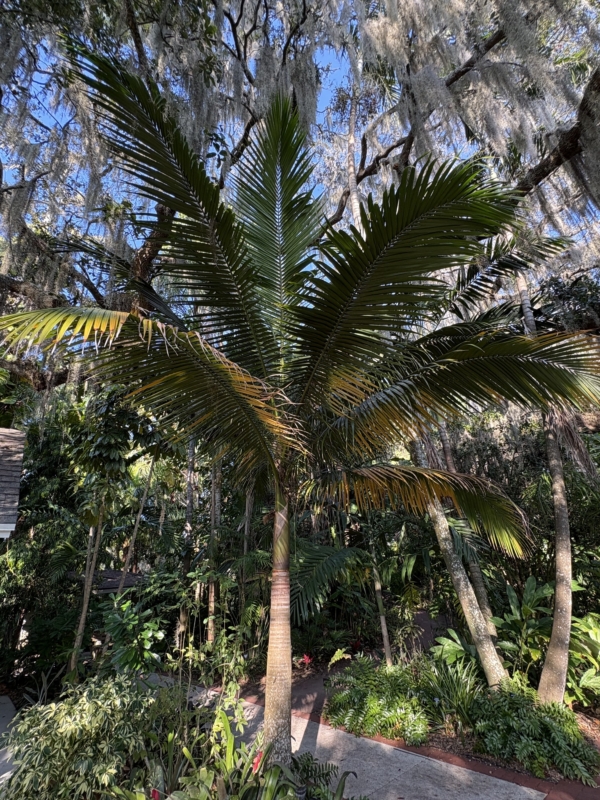 Satakentia liukiuensis