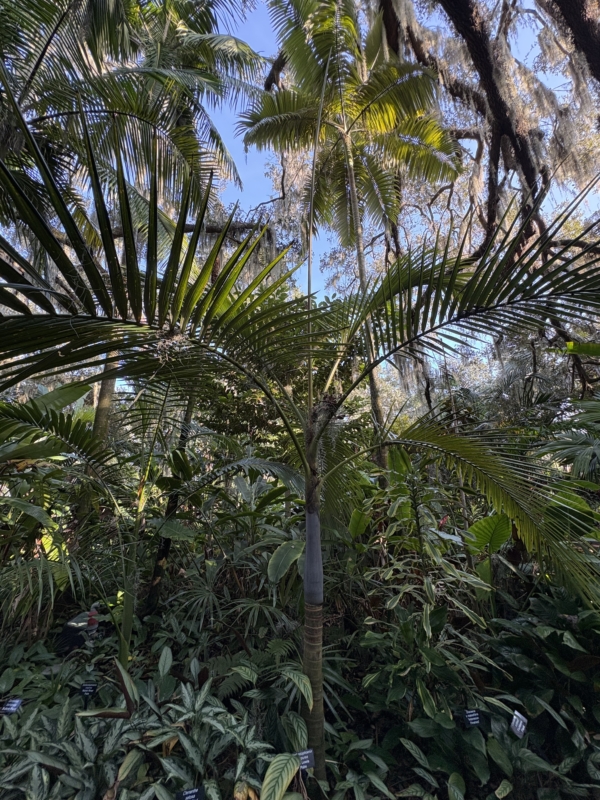 Archontophoenix purpurea