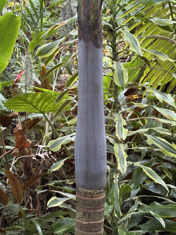 Archontophoenix purpurea