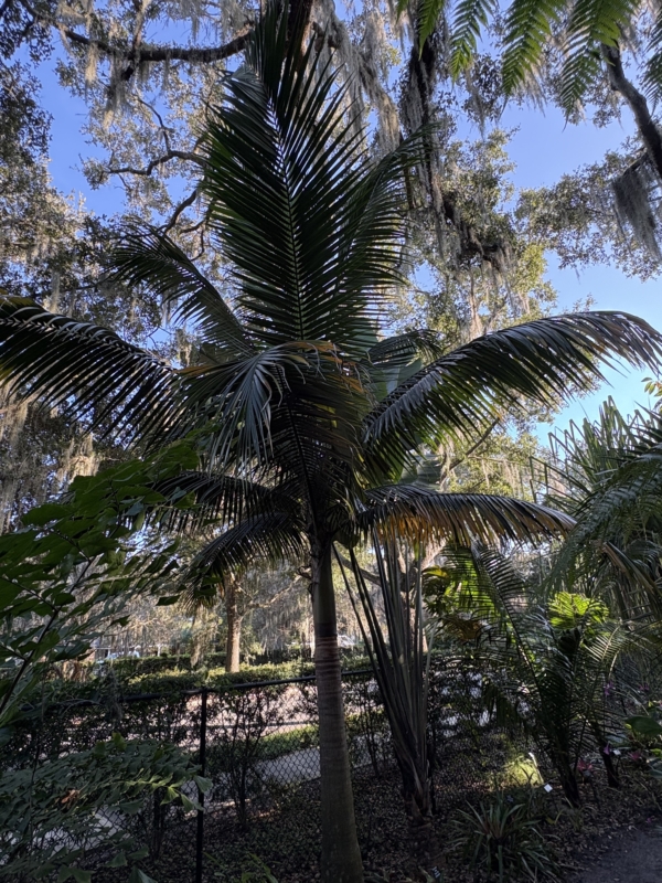 Satakentia liukiuensis