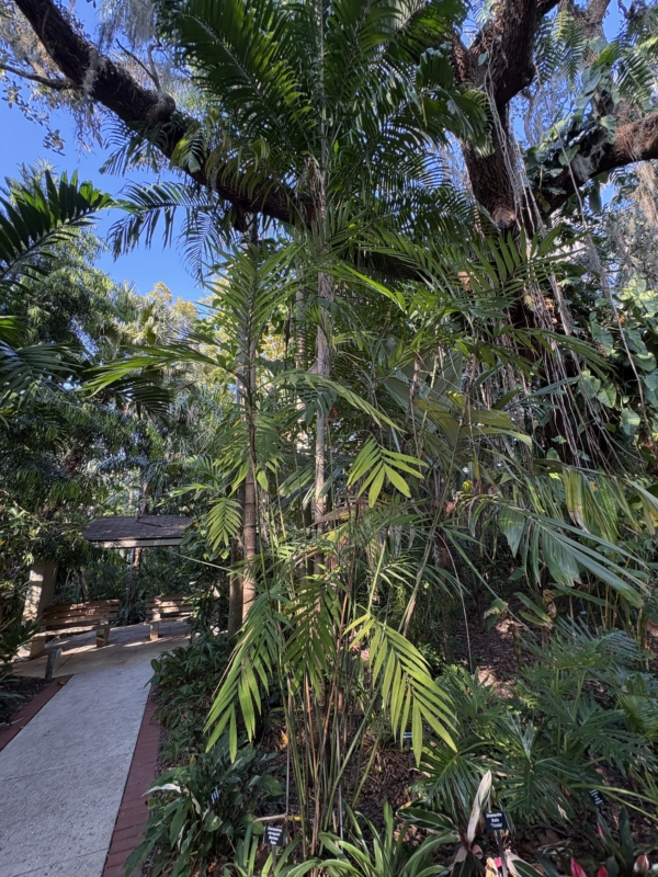 Chamaedorea microspadix