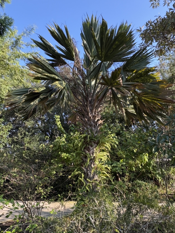 Sabal palmetto ‘Lisa’