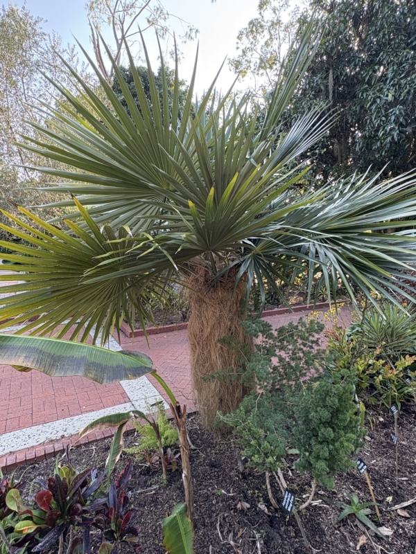 Coccothrinax crinita subsp. crinita