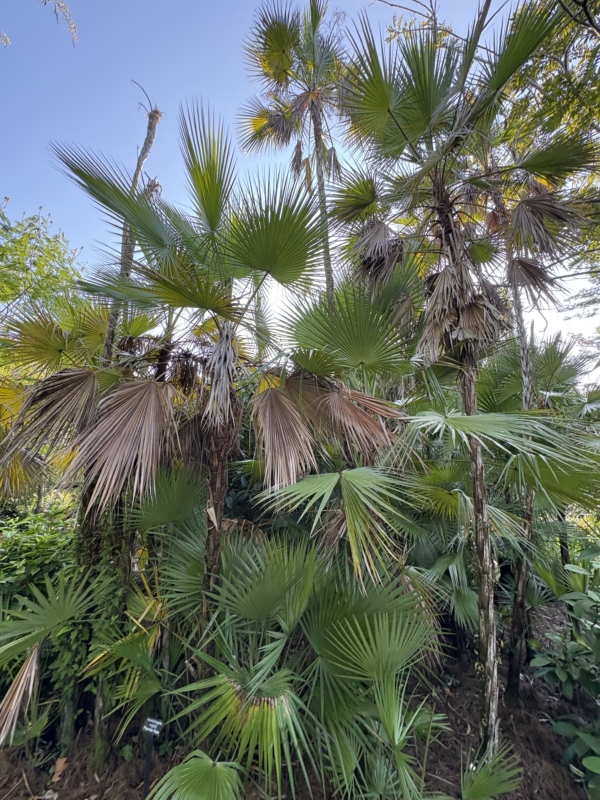 Acoelorrhaphe wrightii