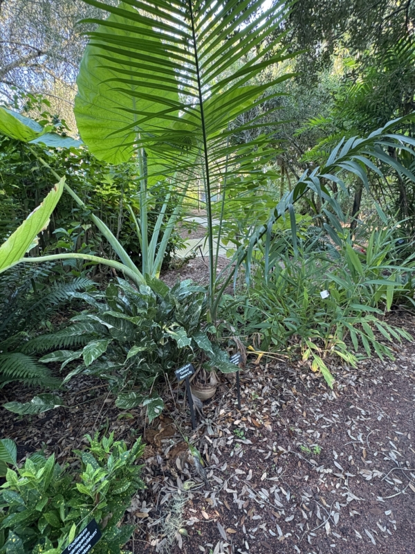 Gaussia gomez-pompae