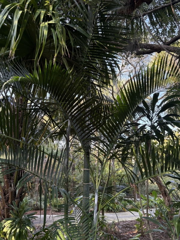 Chrysalidocarpus pembanus