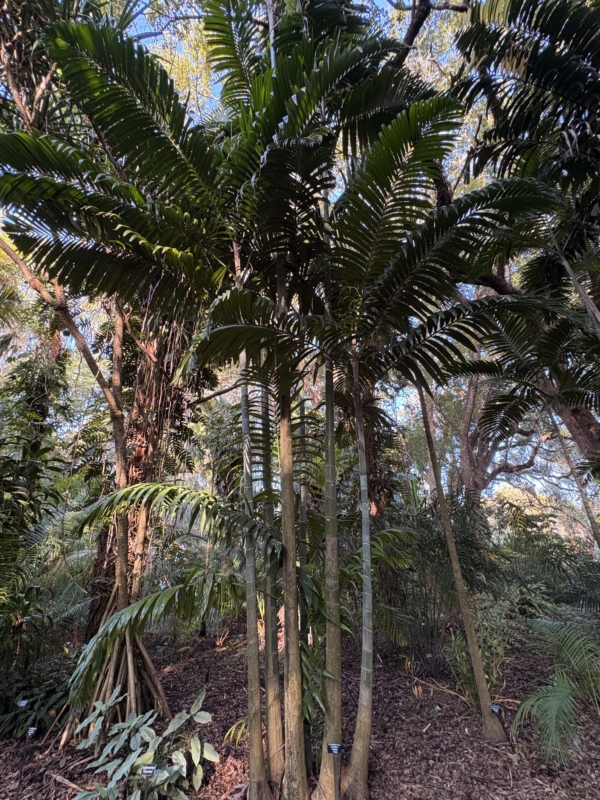 Chrysalidocarpus pembanus