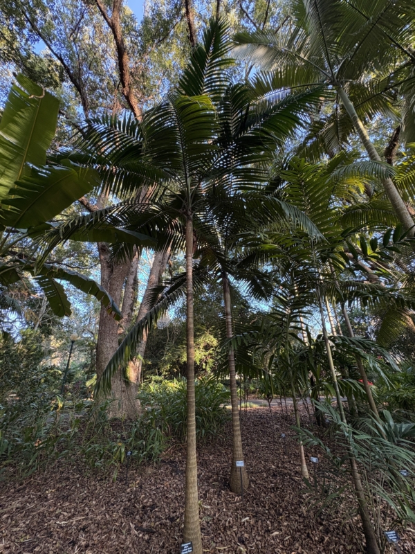 Dictyosperma album var. album