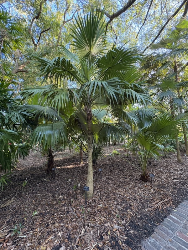 Thrinax radiata