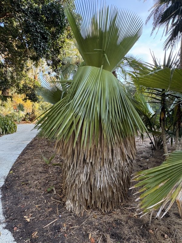 Copernicia macroglossa