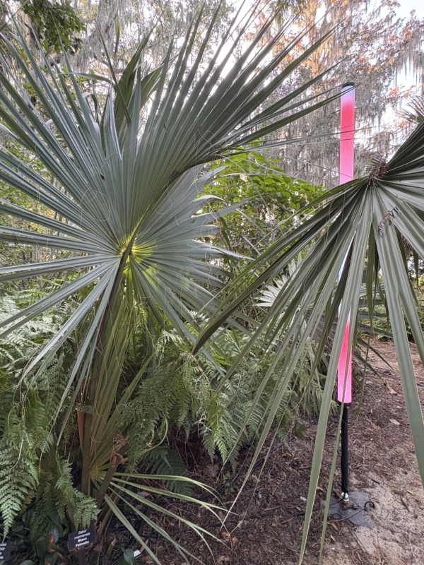 Sabal miamiensis