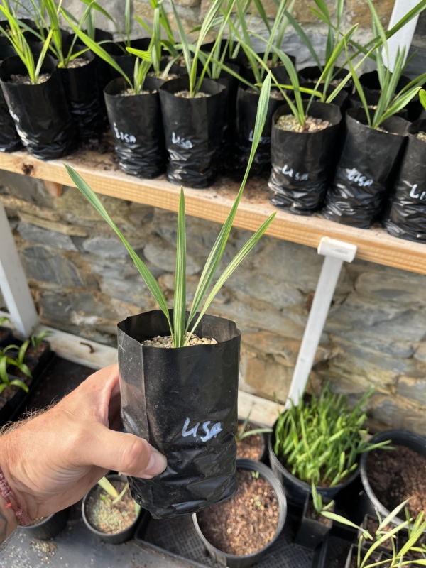 Sabal palmetto ‘Lisa’