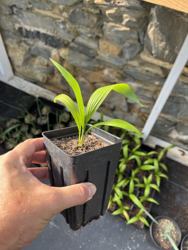 Sabal mauritiiformis