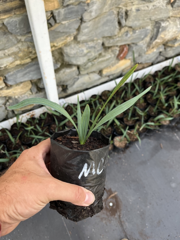 Sabal minor 'McCurtain'