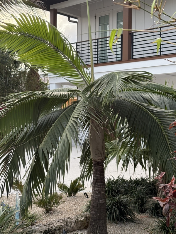 Dictyosperma album var. album