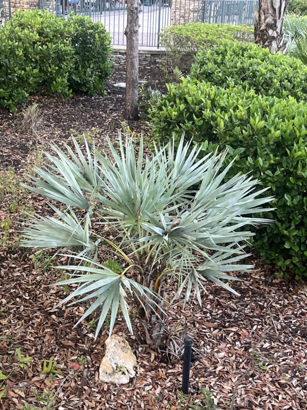 Serenoa repens sp. silver