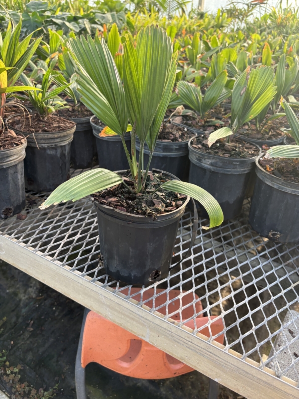 Licuala peltata var. sumawongii