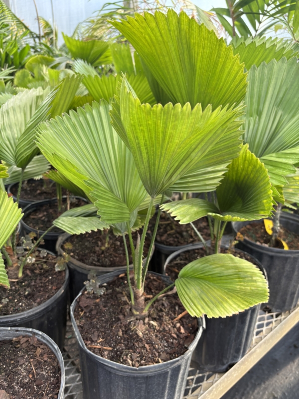 Licuala peltata var. sumawongii