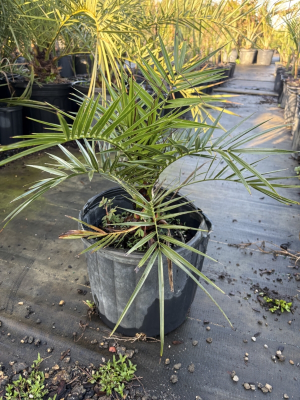 Phoenix canariensis