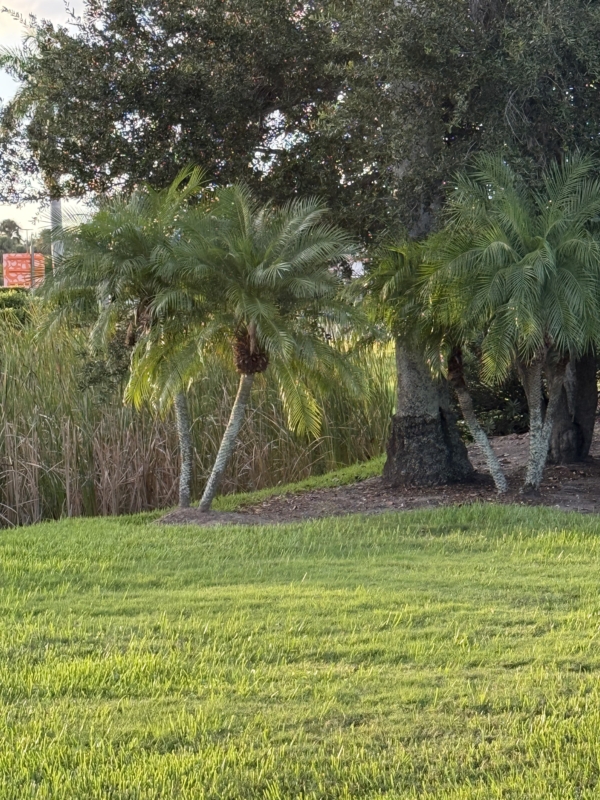 Phoenix roebelenii