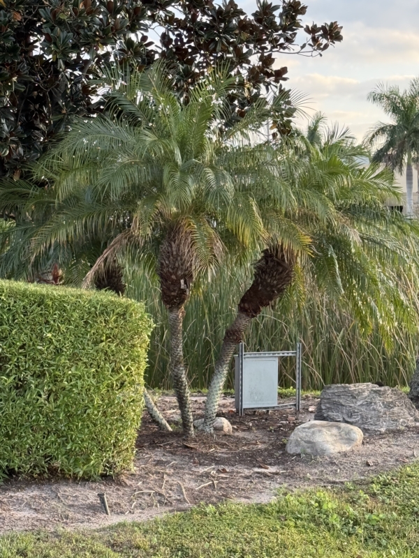 Phoenix roebelenii