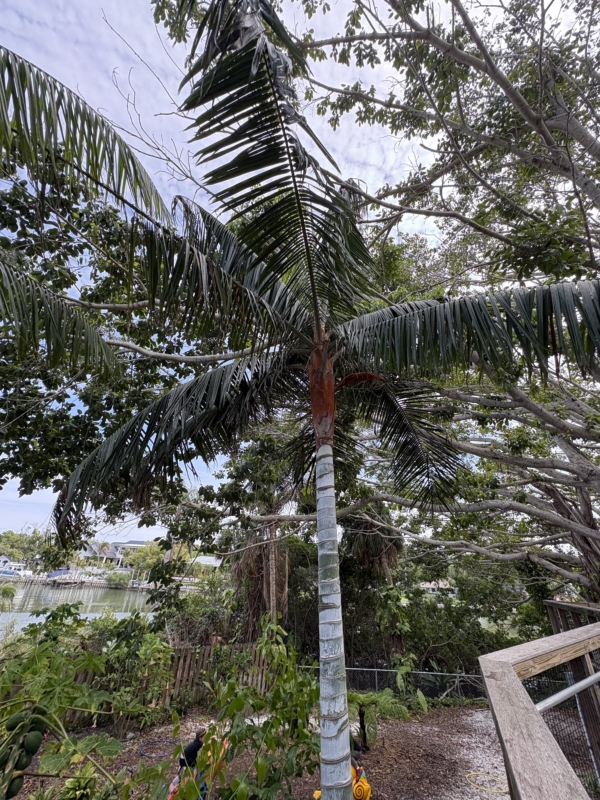 Chrysalidocarpus leptocheilos