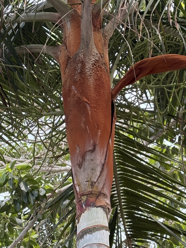 Chrysalidocarpus leptocheilos