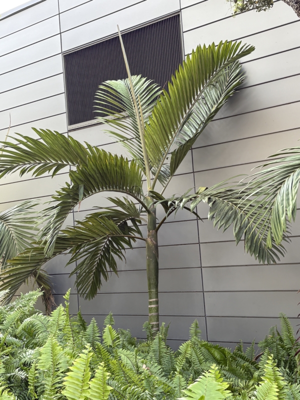 Chambeyronia macrocarpa