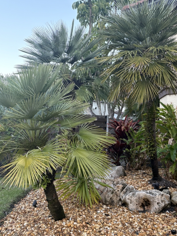 Chamaerops humilis var. humilis