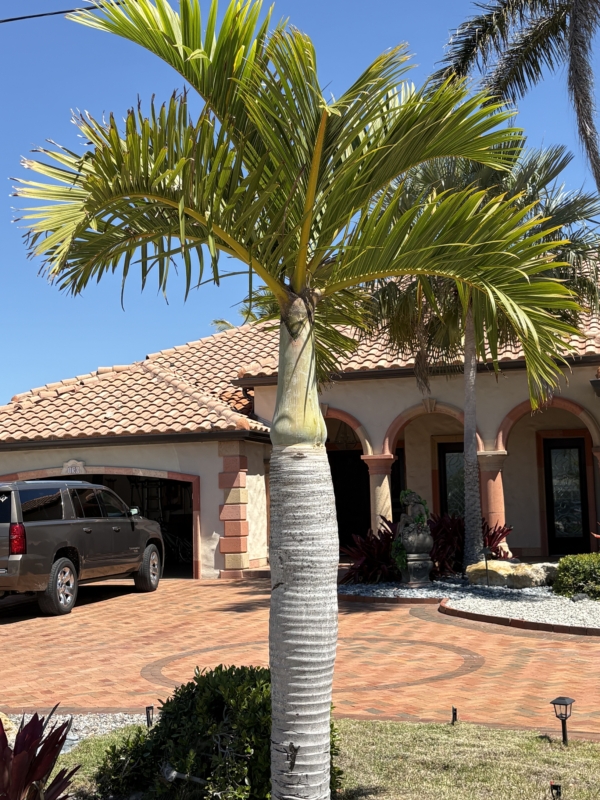 Hyophorbe verschaffeltii