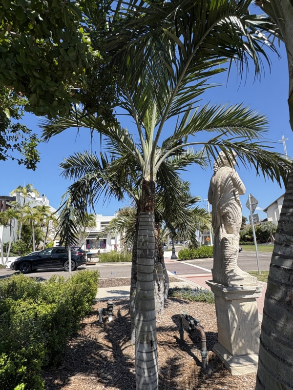 Pseudophoenix sargentii