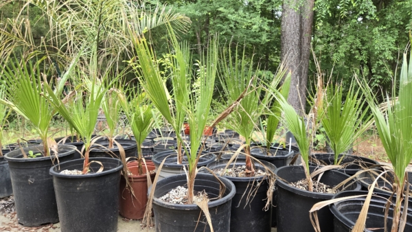 Washingtonia filifera